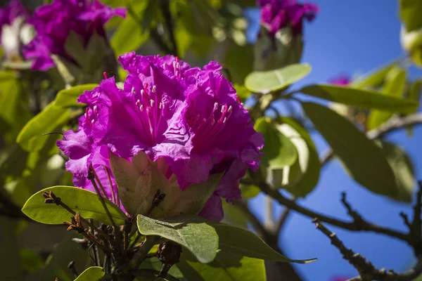 Krásná rododendronová květinka — Stock fotografie