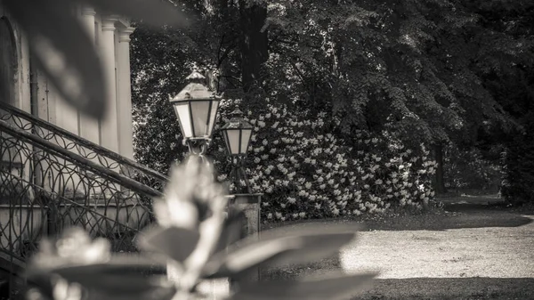 Nice rhododendron blossom and old house — Stock Photo, Image