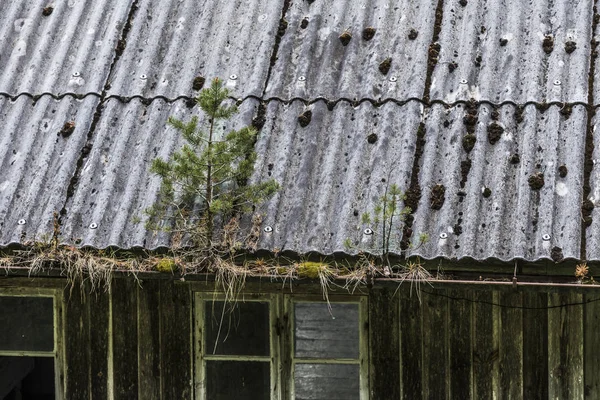 Mladé stromy na starých opuštěných domech — Stock fotografie