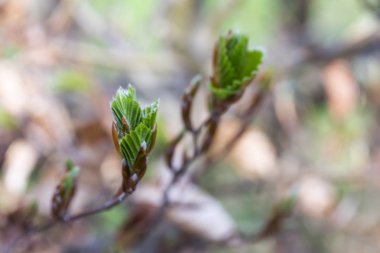 Kayın üzerinde yeni yeşil yaprakların