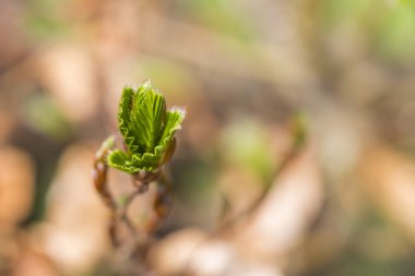 Kayın üzerinde yeni yeşil yaprakların