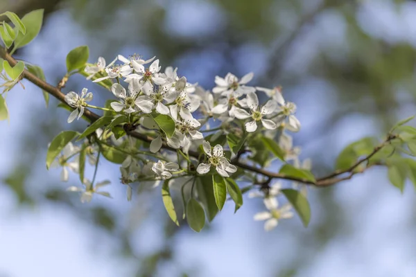 Белый жемчуг в весеннее время — стоковое фото