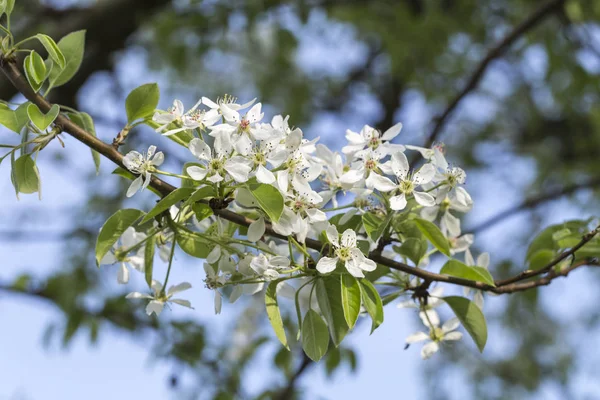 Белый Цветок Груше Весной — стоковое фото