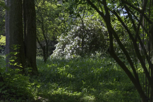 Im Rhododendronpark — Stockfoto