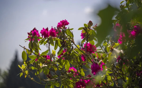 V rhododendron parku — Stock fotografie