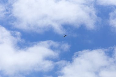 mavi gökyüzünde martı