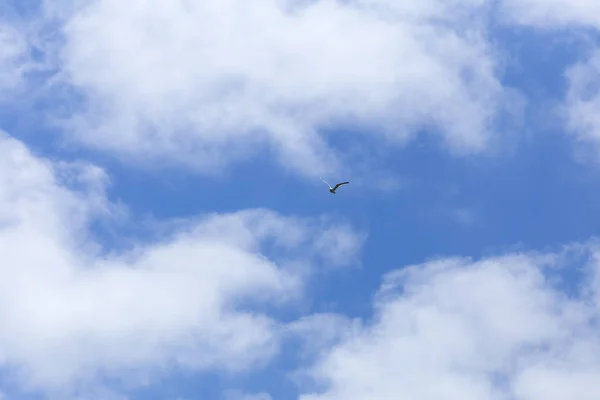 Gaviota en el cielo azul — Foto de Stock