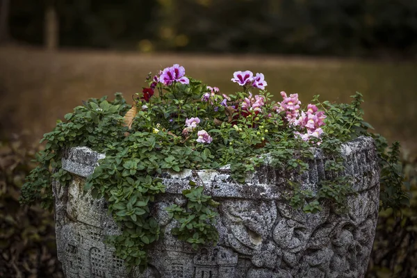 Höst blommor i historiskt fartyg — Stockfoto