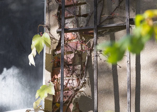 Le foglie di vino variopinte in autunno su una parete di casa vecchia — Foto Stock