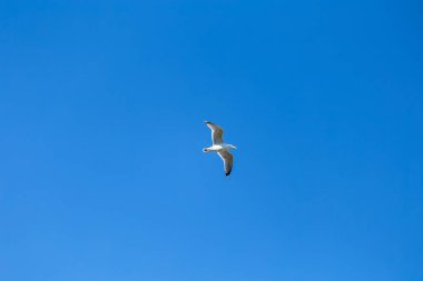 Martı gökyüzünde uçar, mavi arkaplan