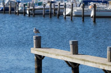 Mavi deniz, arkada gemiler.