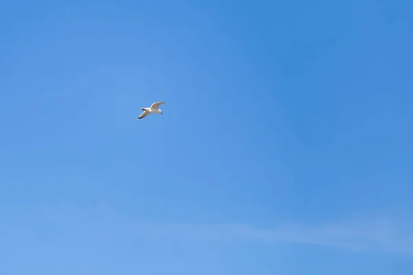 Meeuw Vliegt Lucht Blauwe Achtergrond — Stockfoto