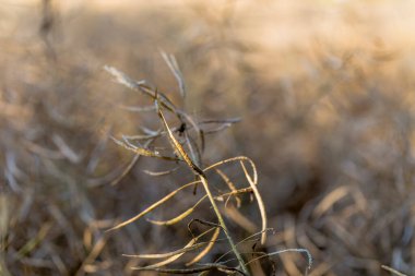Hasattan kısa bir süre önce olgunlaşmış kolza tohumu
