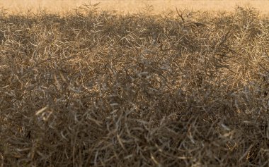 Hasattan kısa bir süre önce olgunlaşmış kolza tohumu