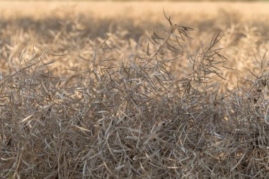 Hasattan kısa bir süre önce olgunlaşmış kolza tohumu