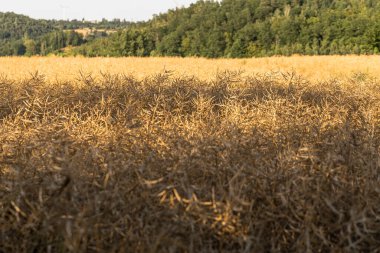 Hasattan kısa bir süre önce olgunlaşmış kolza tohumu