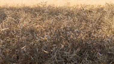 Hasattan kısa bir süre önce olgunlaşmış kolza tohumu