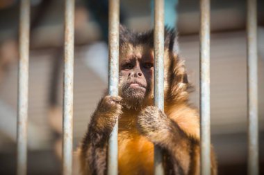 Küçük maymun üzgün üzgün parmaklıkların ardına bakıyor.