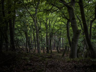 Darsser Ormanı manzarası