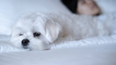 Pofuduk Maltese bir insana yakın, sakin, uykulu ve sevecen bir şekilde yatıyordu..