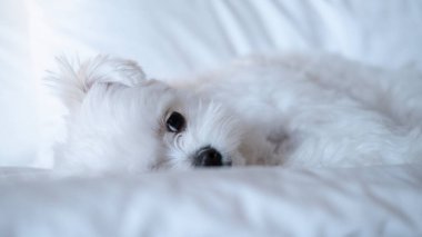 Yastığın içine sokulmuş tüylü, beyaz bir Malta 'lının bir gözü tatlı tatlı dışarı bakıyor..