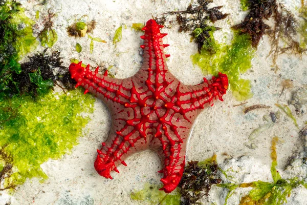 African red knob sea star — Stock Photo, Image