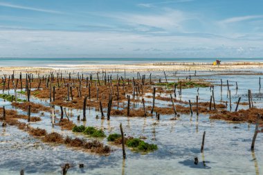 Çıkış sırasında yosun ekimi