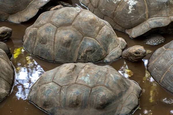 Reuzenschildpadden van Zanzibar — Stockfoto