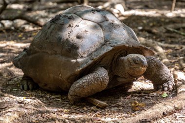 Zanzibar'da dev kaplumbağa