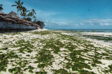 Sahil yosun kaplı, Zanzibar