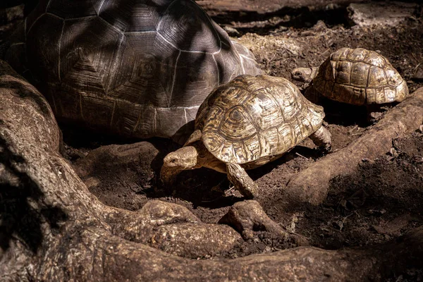 Jonge reus schildpad uit Zanzibar — Stockfoto