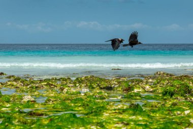 Plaj üzerinde uçan kuşlar, Zanzibar