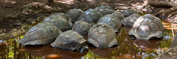 Reuzenschildpadden rusten in de modder — Stockfoto