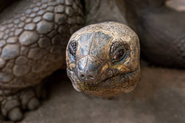 Close-up op reuzenschildpad — Stockfoto