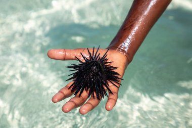 Black sea urchin from Zanzibar clipart