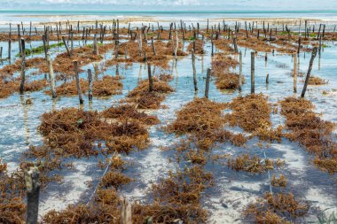 Yosun alanına yakın çekim