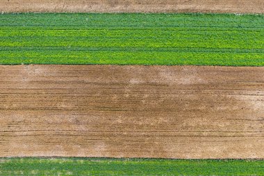 İnsansız hava aracı, mısır gevreği ve yeşil mısır bitkisi olan kırsal alan görüntüsü.