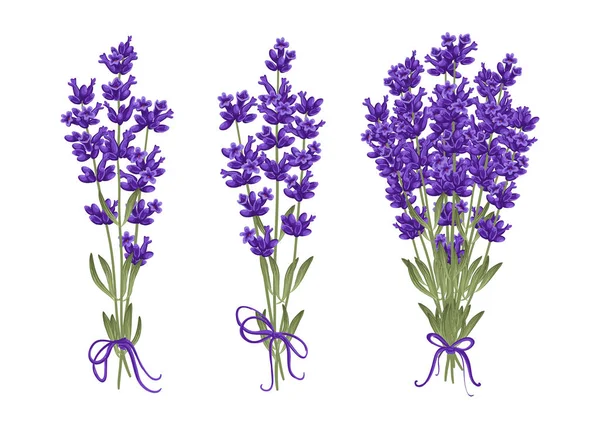 Ramo de flores de lavanda. Ilustración vectorial EPS 10 — Vector de stock