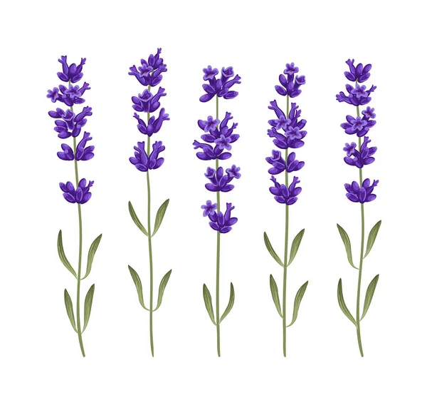 Set van lavendel bloemen. Vector illustraties EPS 10 — Stockvector