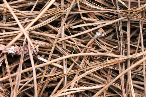 Mountain Surface Forrest Detail — Stock Photo, Image