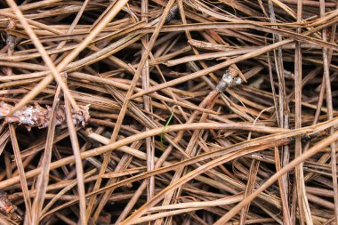 Kara Orman arka plan yüzeyi