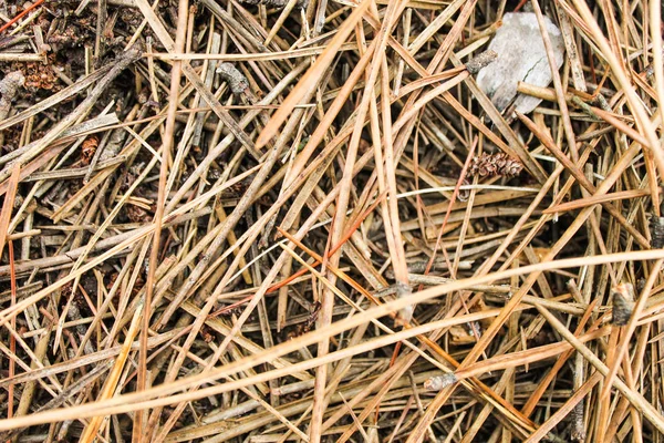 Dal orman arka plan yüzeyi