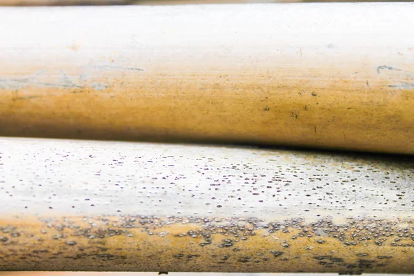 Reed kamışı sarı