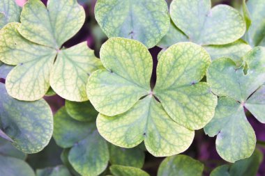 Yonca alan arka plan doğa