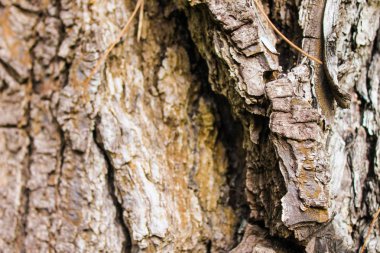 Gövde ahşap dokulu yüzeyi