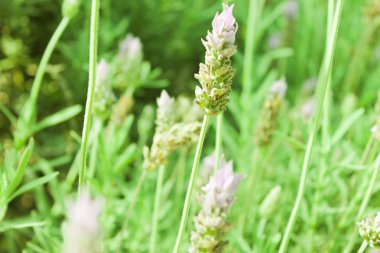 Lavanta arka plan doğa yüzey