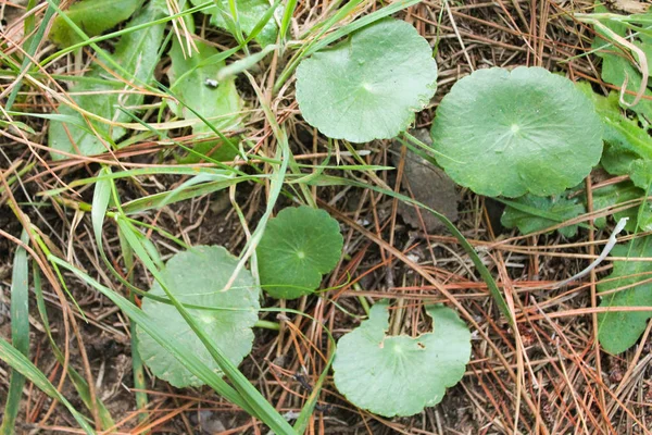 Superfície Natureza Solo Florestal — Fotografia de Stock