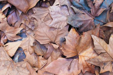 Yaprakları arka plan yüzey zemin