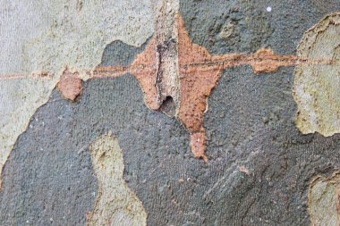 Gövde Ağacı arka plan yüzeyi