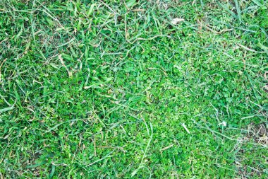 Çim yeraltı doğa yüzey